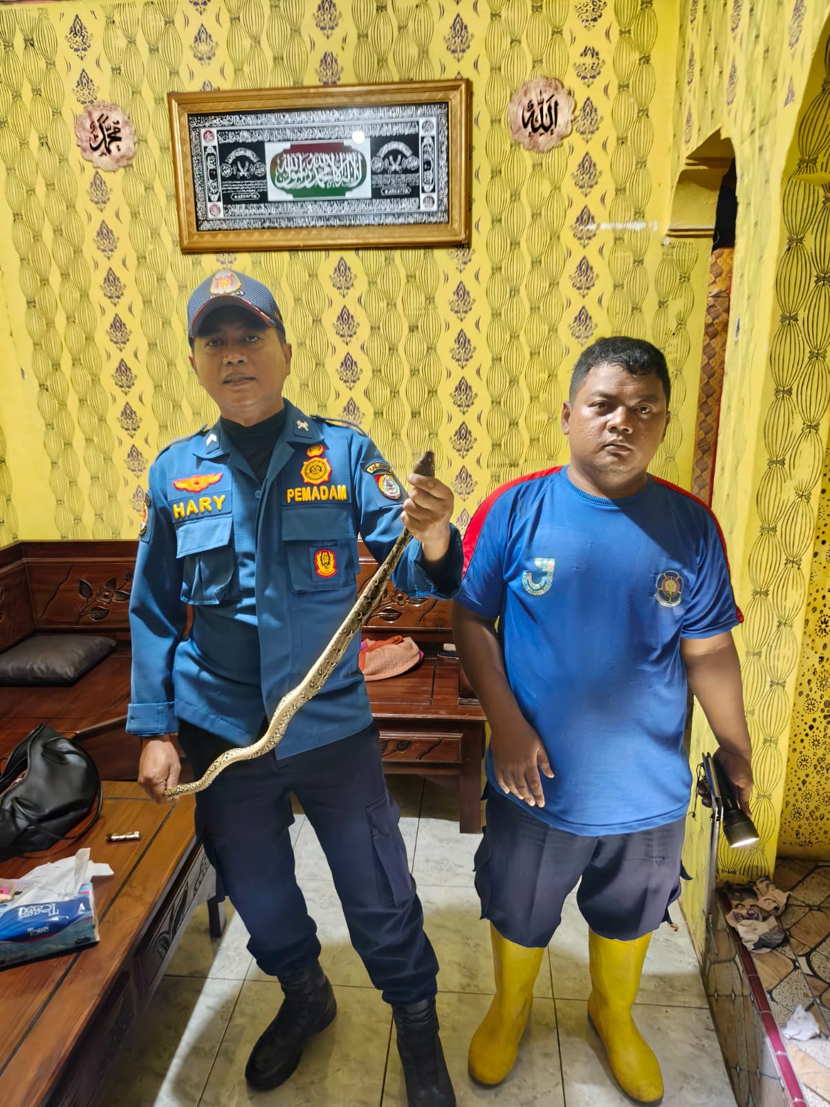 Damkar Jember Evakuasi Ular di Dapur Rumah Warga di Jalan Tanjung Mangli